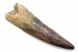 Fossil Spinosaurus Tooth - Real Dinosaur Tooth #370587-1